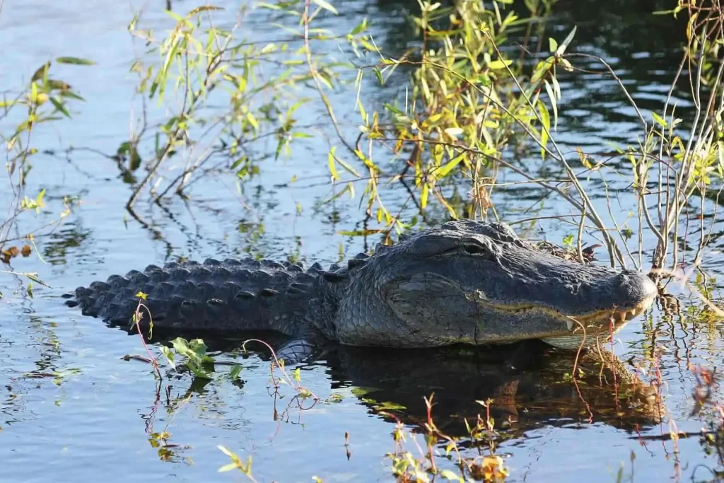 Tour a los Everglades desde Miami Beach