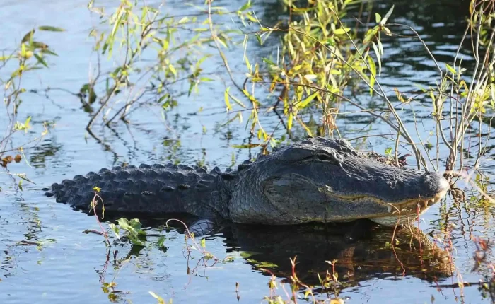 Everglades Tour from Miami Beach
