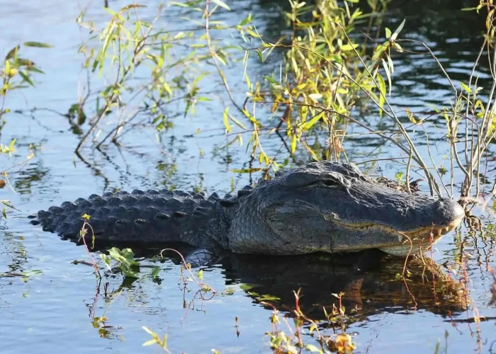 Tour a los Everglades desde Miami Beach