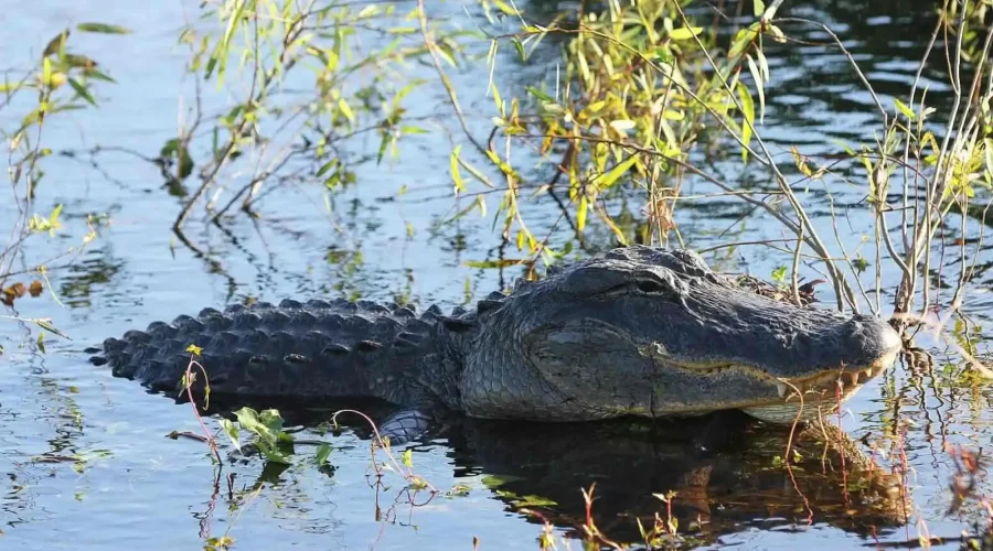 Tour a los Everglades desde Miami Beach