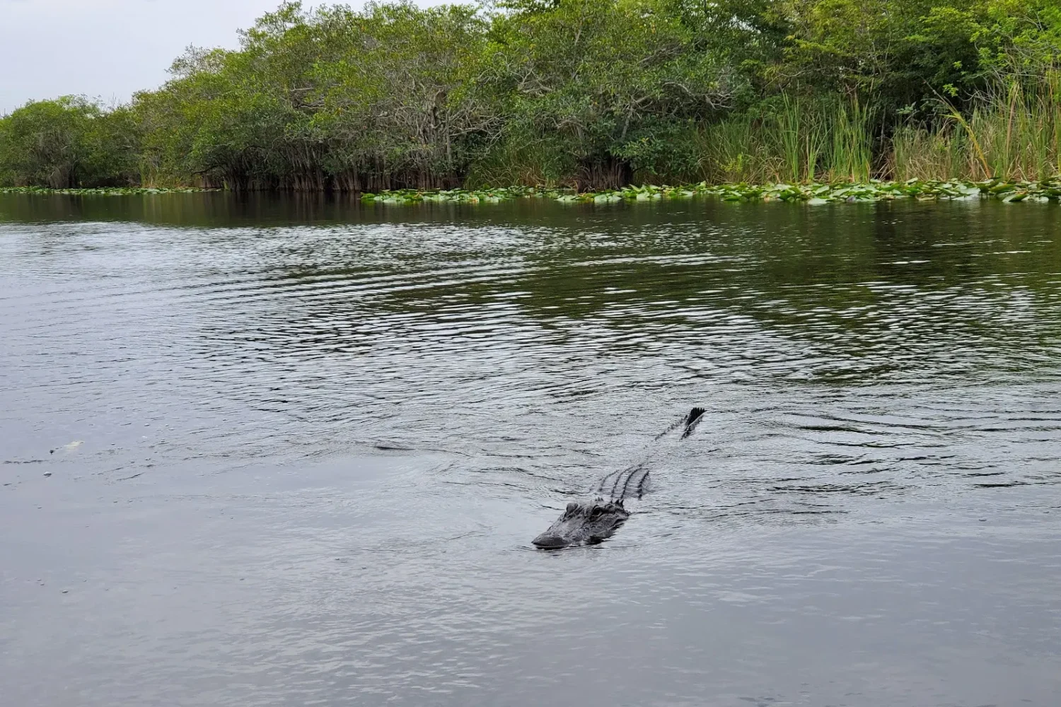 best everglades tour from miami